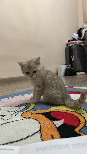 Отдам котенка в хорошие руки!