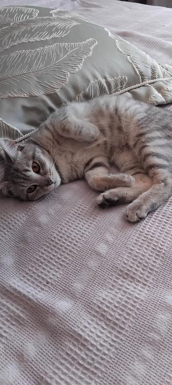 Кот, ласковый, к лотку приучен