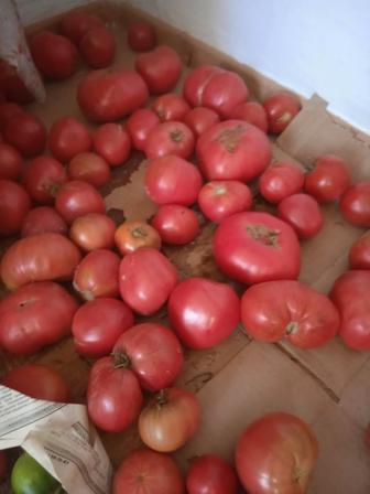 Помидоры сочные и спелые продам дешево