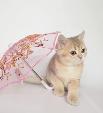 Бриташка золото лиловое - эксклюзивный окрас