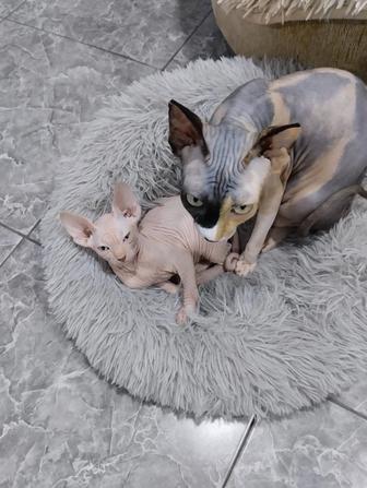 Продажа котят