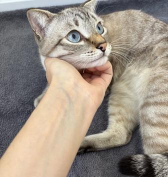 Отдам кота
