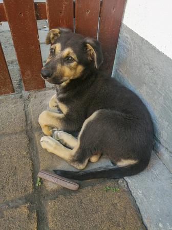 Щенок ищет дом.