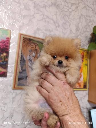 Шпиц померанский щенки с документами