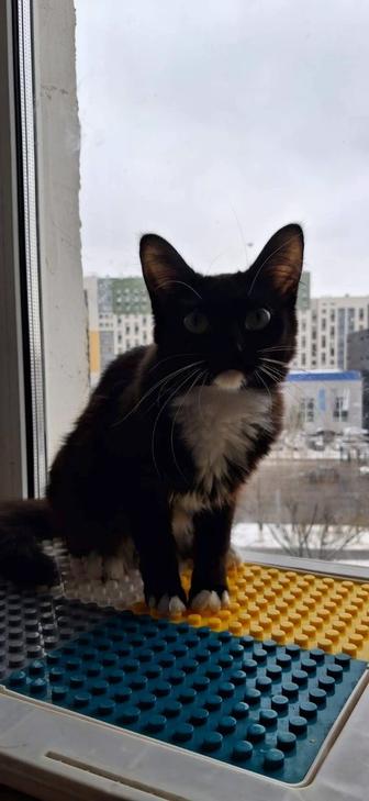 Кошка и котенок