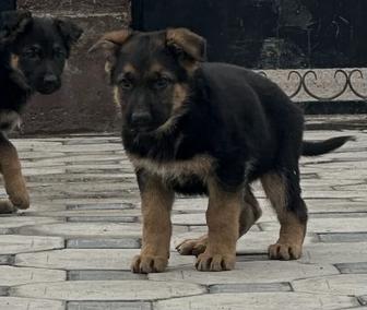 щенки немецкой овчарки