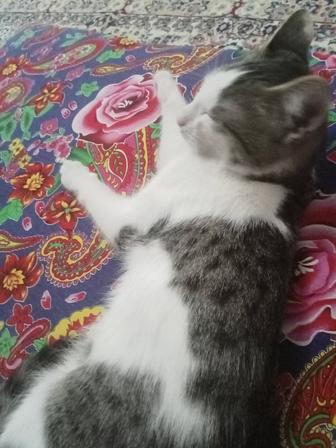 Отдам в очень добрые руки, котенка