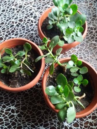 Алоэ, алоэ вера, каланхоэ