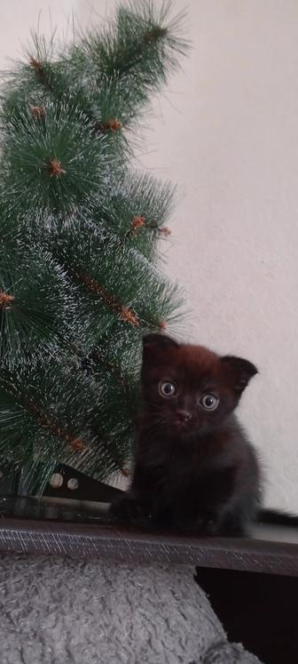 Отдамкотёнка