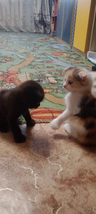 Отдам котят