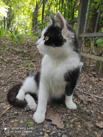 Котик-подросток в добрые руки