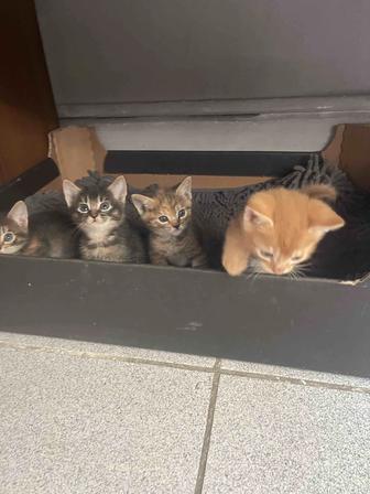 Котята