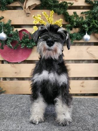 Щенки цвергшнауцера