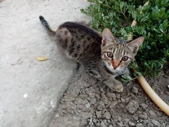 Котенок мальчик 3 месяца, очень добрый, к лотку приучен