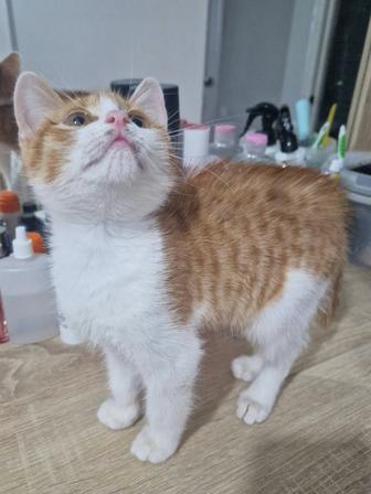 Отдам в добрые руки котенка мальчика