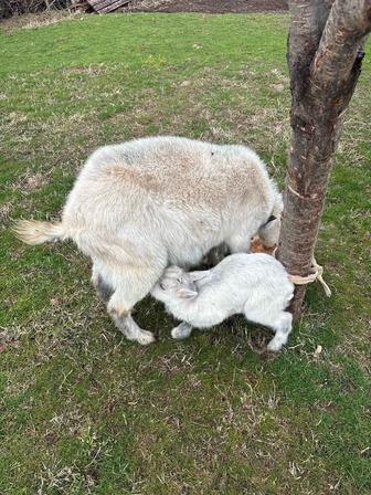 Қара қоныр ешкі лақтарымен сүтті