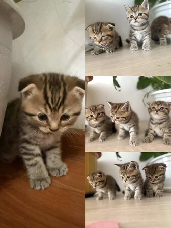 Продается чистокровные породистые котята