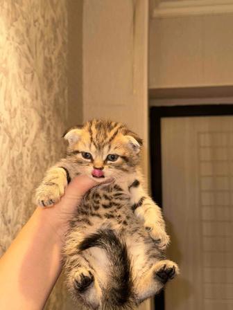 вислоушки котята