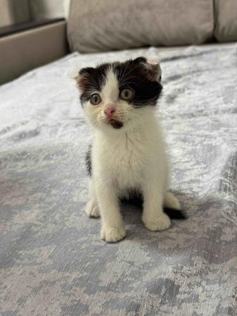 котята шотландские