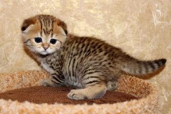 вислоушки котята