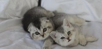 вислоушки котята