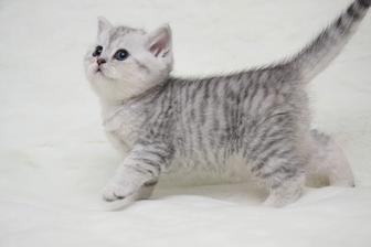 вислоушки котята