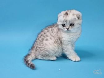 вислоушки котята шотландские