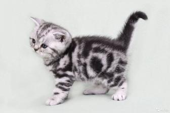 котята шотландские