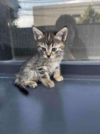 Отдам котенка в добрые руки