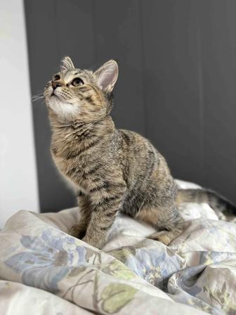 Отдам котенка в добрые руки