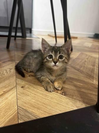 Отдам котенка в добрые руки