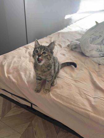 Отдам котенка в добрые руки