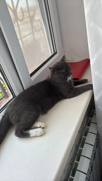 Отдам кота в добрые руки