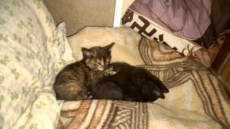 Отдам котят в добрые руки