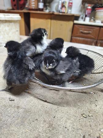 Цыплята Балапандар австролп