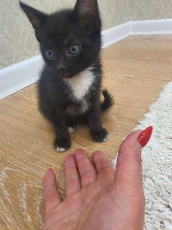 Отдам котенка добрым людям