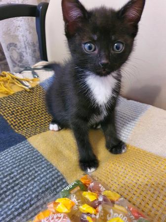 Отдам котенка добрым людям