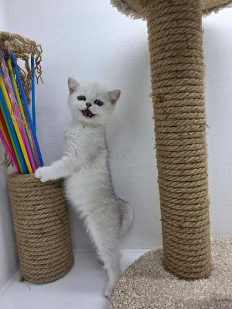 Котики и кошечки британские котята