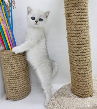 Котики и кошечки британские котята