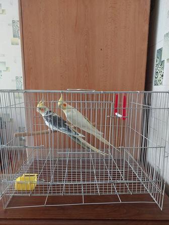 Кореллы пара клеткой