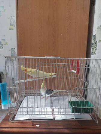 Кореллы пара клеткой