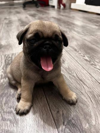 Продам щенков мопса.