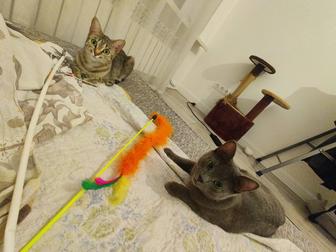 Няня для кота/кошки