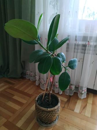 Фикус каучуконосный