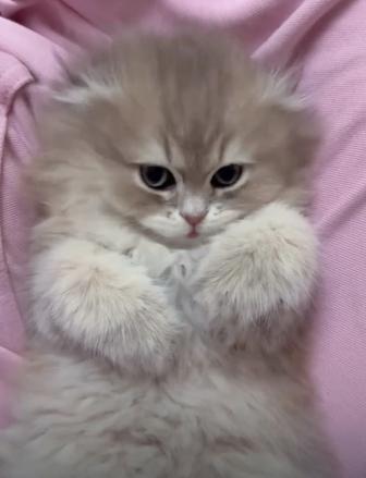 Золотая вислоухая шиншилла, редкий окрас