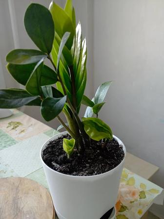 Продам замиокулькас