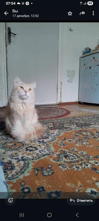 Пропала кошка