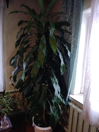Продажа Драцены