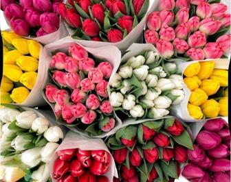 Продажа Тюльпан оптом