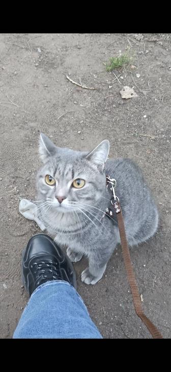 Срочно отдам кота кастрирован